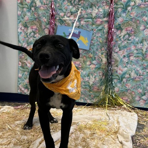 Tapatio, an adoptable Black Labrador Retriever in Show Low, AZ, 85901 | Photo Image 1