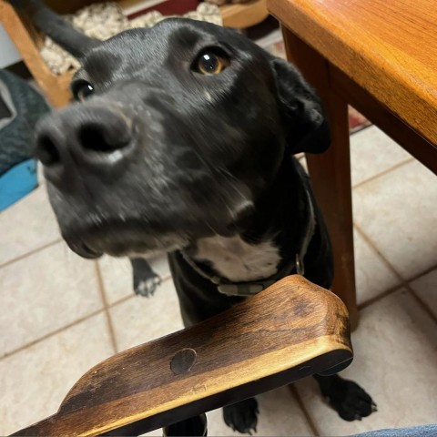 Tapatio, an adoptable Black Labrador Retriever in Show Low, AZ, 85901 | Photo Image 2