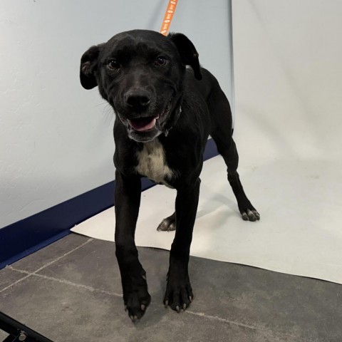 Tapatio, an adoptable Black Labrador Retriever in Show Low, AZ, 85901 | Photo Image 2