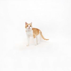 Meet Jimmy A lovable playful young cat that would be a great addition to any home When he is not