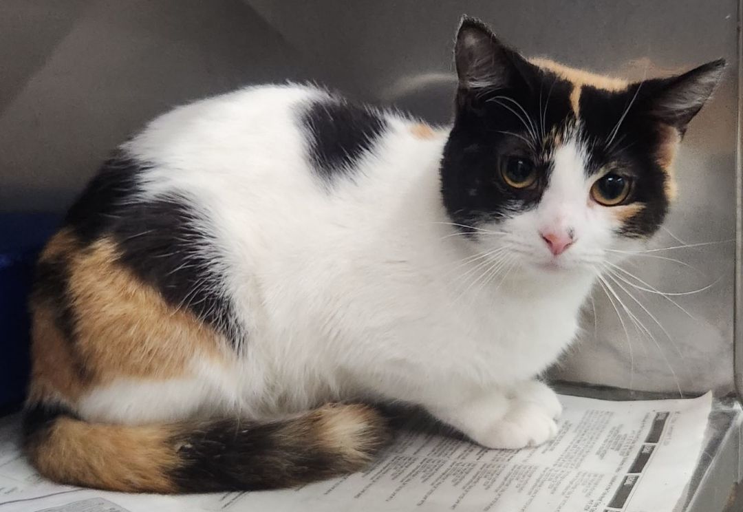 Cat for adoption - HONEYBEE, a Calico in Claremore, OK | Petfinder