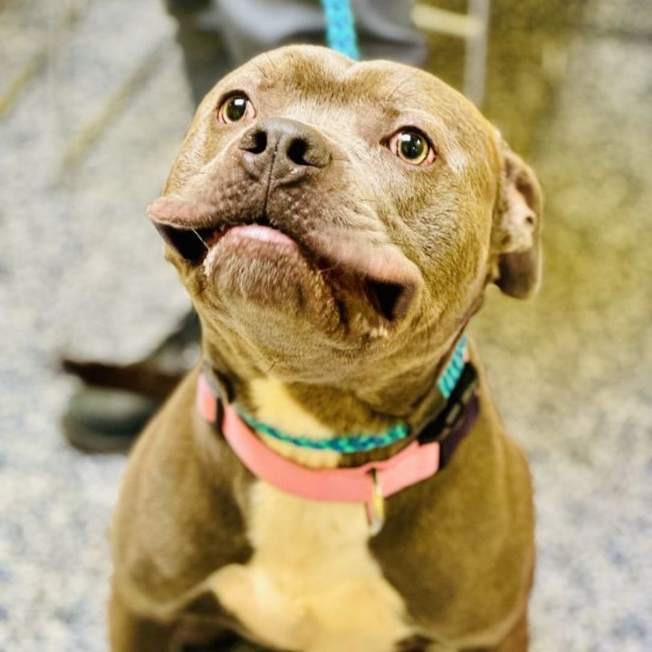 Hercules sales pitbull puppies