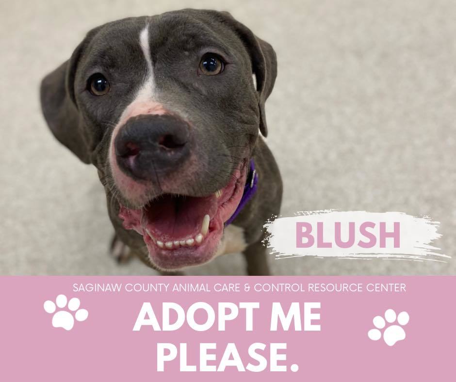 BLUSH, an adoptable Pit Bull Terrier in Saginaw, MI, 48602 | Photo Image 1