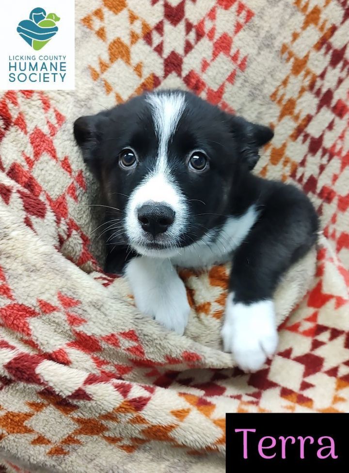 American eskimo and border best sale collie mix