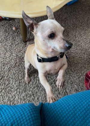 Peanut Chihuahua Dog