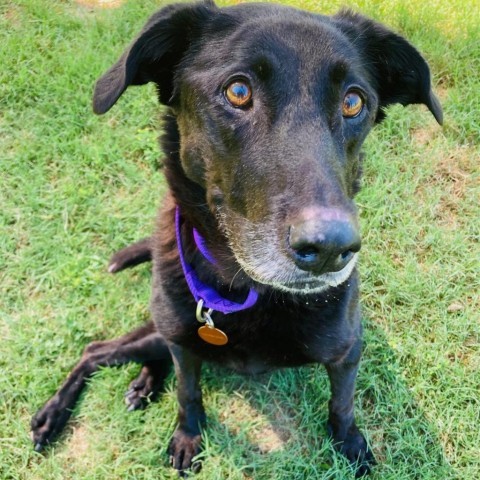 Dog for adoption - (FS) Jadie, a Labrador Retriever Mix in Cabot, AR ...