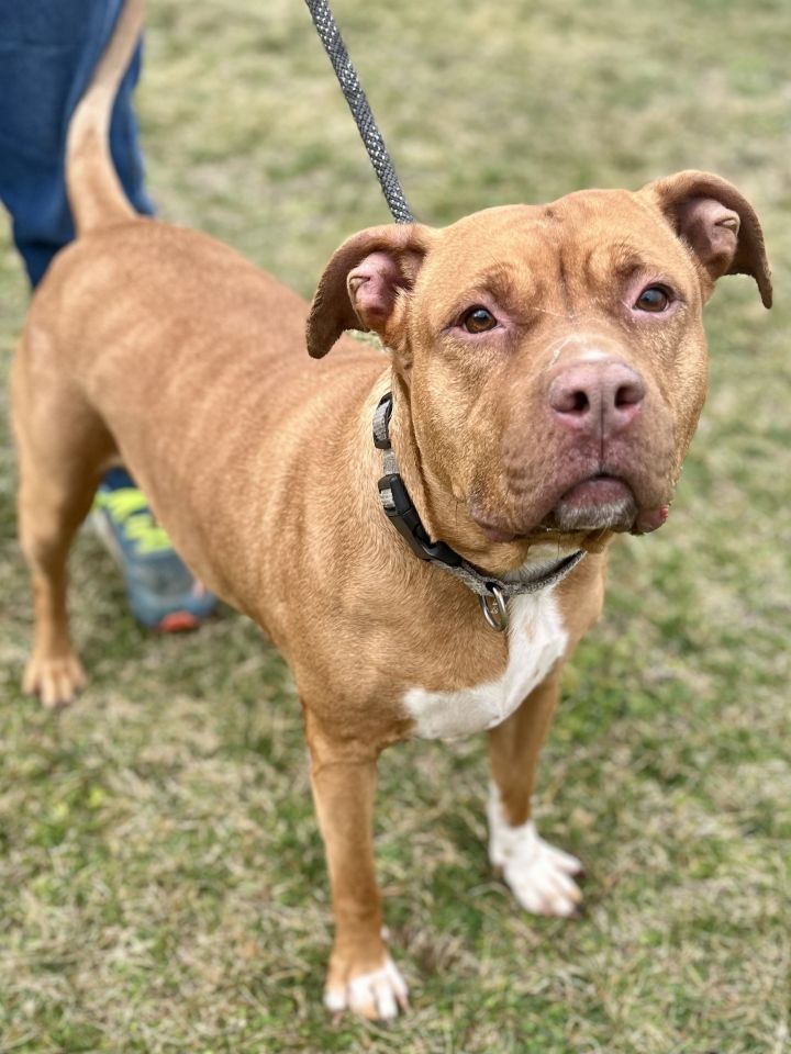 Dog for adoption - Bertha, a Pit Bull Terrier in Winchester, VA | Petfinder