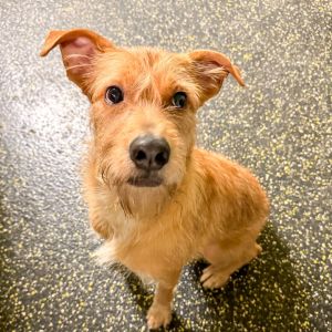 Introducing Scrappy He is a 1 year old 37 pound Terrier mix looking for his forever family This h