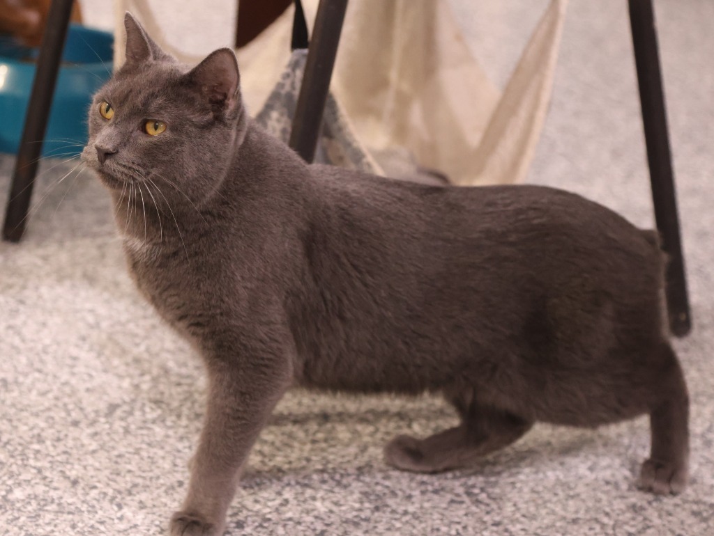 Whiskey ** IN FOSTER **, an adoptable Manx in South Bend, IN, 46614 | Photo Image 6