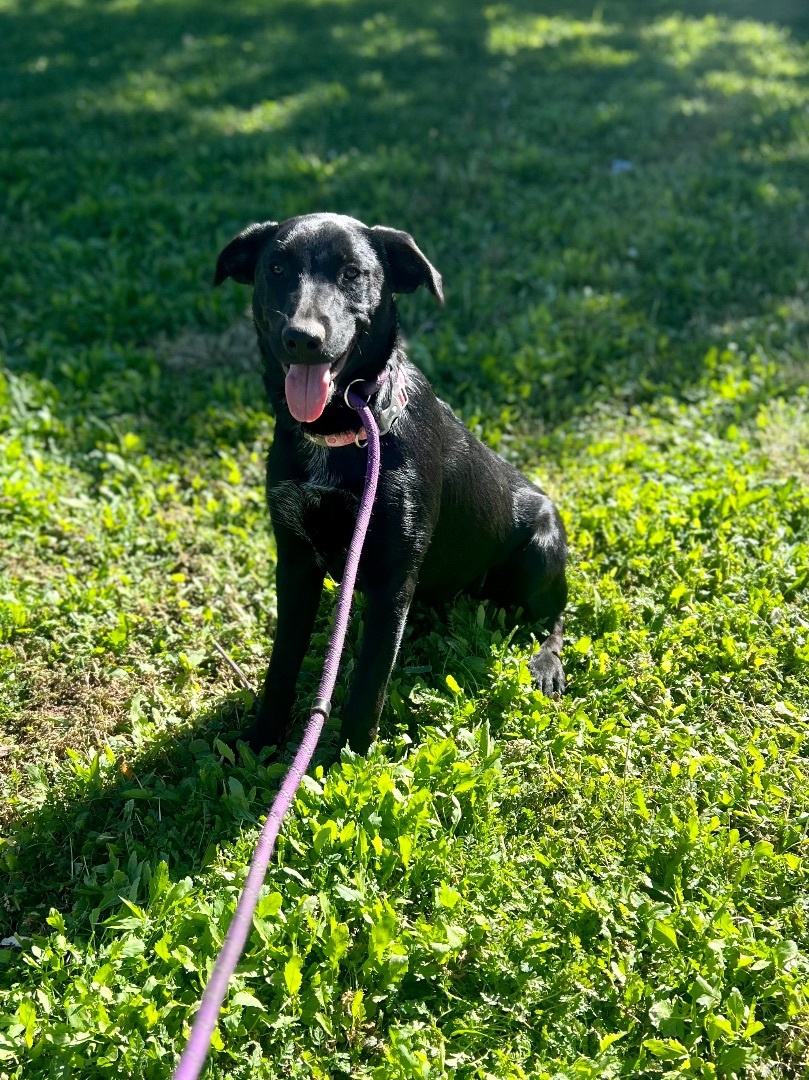 Dog for adoption - Raya, a Black Labrador Retriever Mix in Snyder, TX ...