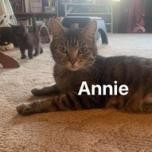 Annie Domestic Short Hair Cat
