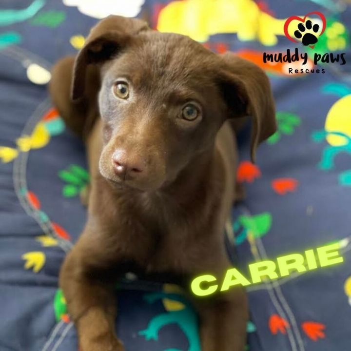 Dog for adoption The Surprise Litter Carrie no longer