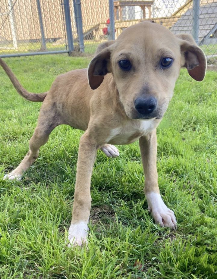 Dog for adoption Janet a Black Mouth Cur Mix in Beaumont TX