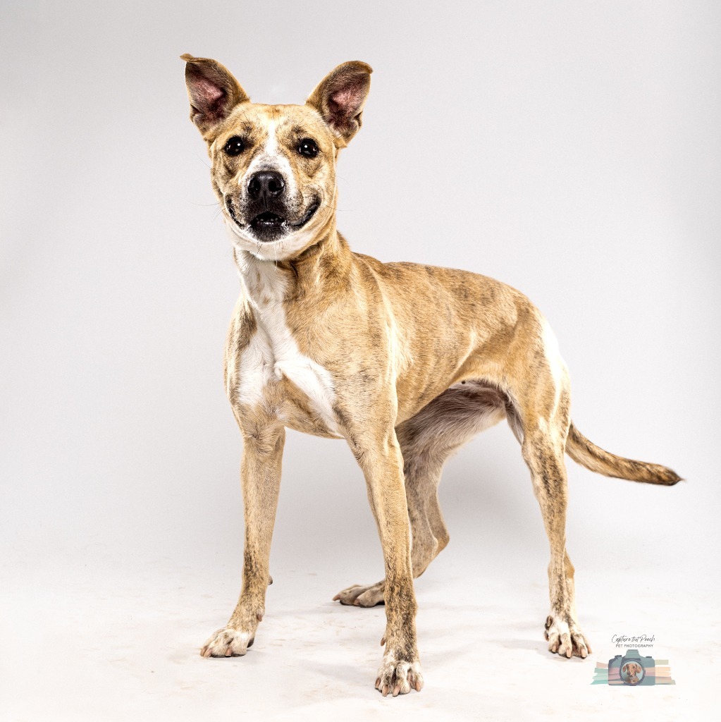 Poppy, an adoptable Boxer in El Paso, TX, 79906 | Photo Image 1