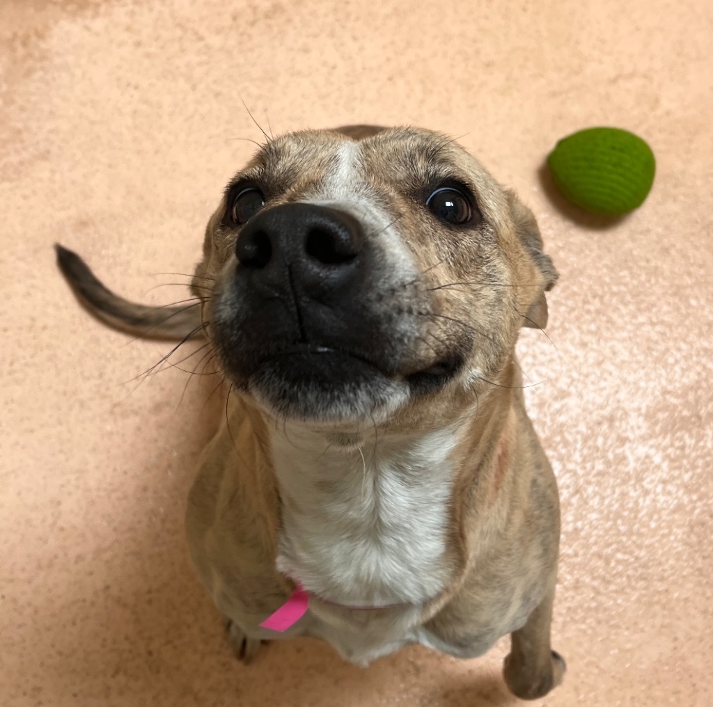 Poppy, an adoptable Boxer in El Paso, TX, 79906 | Photo Image 2