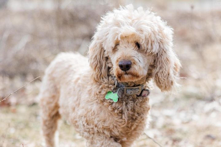 Cocker spaniel and miniature hot sale poodle