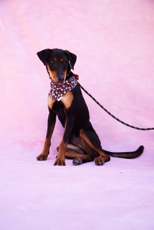 Meet Zipper Curious and loving young pup Zipper is an incredibly loving 1-year-old Dobbie mix Hes