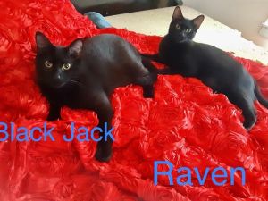 Black Jack and Raven are big beautiful friendly brothers They are 9 months old and would fit into a
