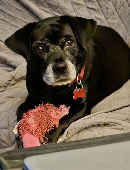 Piper