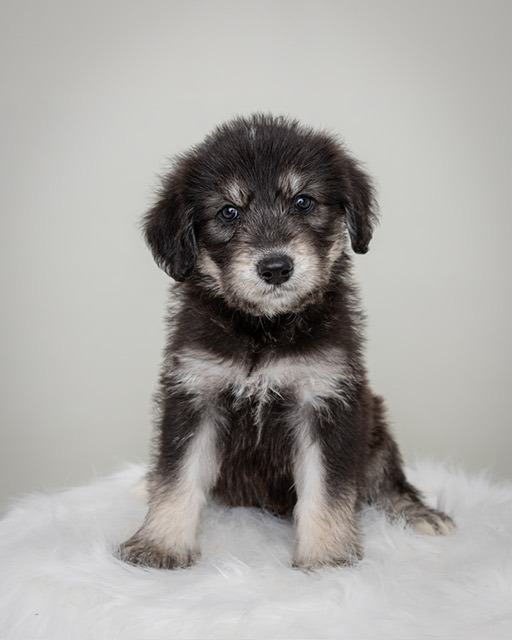 Goldendoodle and hot sale husky mix