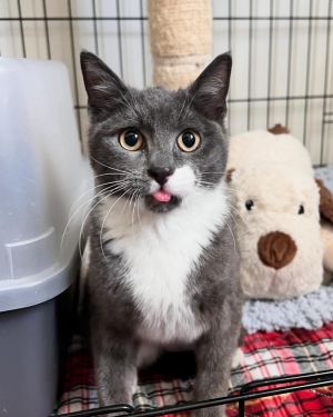 Mumu is a 5-month-old 5-pound male kitten who was rescued from the streets of Brooklyn First of al