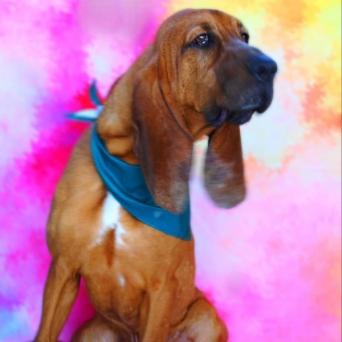Rocket Man JuM, an adoptable Bloodhound in Austin, TX, 78701 | Photo Image 2