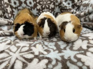 Tiza (bonded to Zea and Xeep), Baby Female unknown
