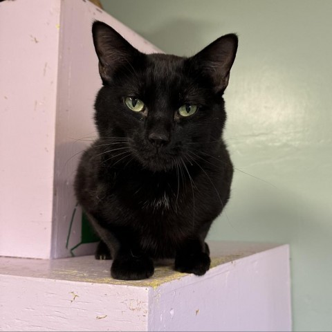 Sebastian, an adoptable Domestic Short Hair in Priest River, ID, 83856 | Photo Image 1