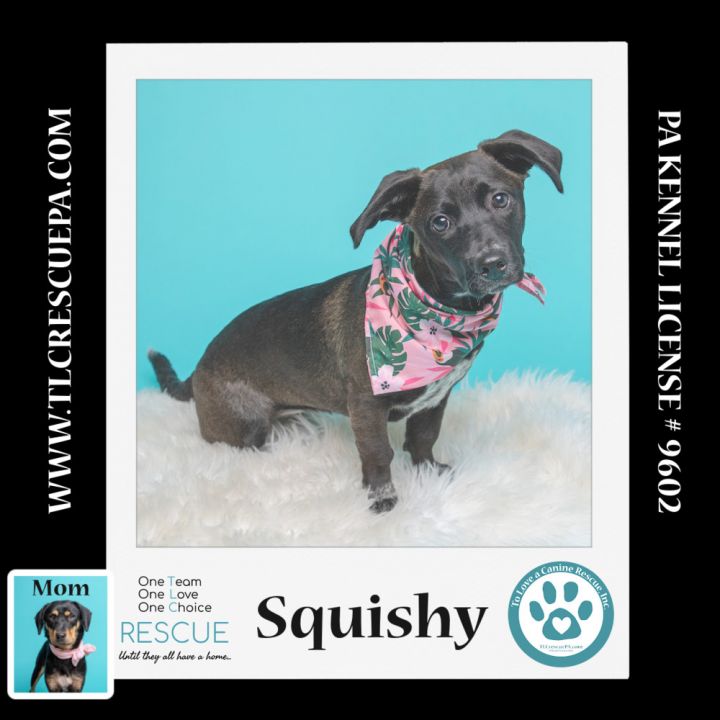 Squishy (Caryn's Monsters Inc Pups) 012724 2