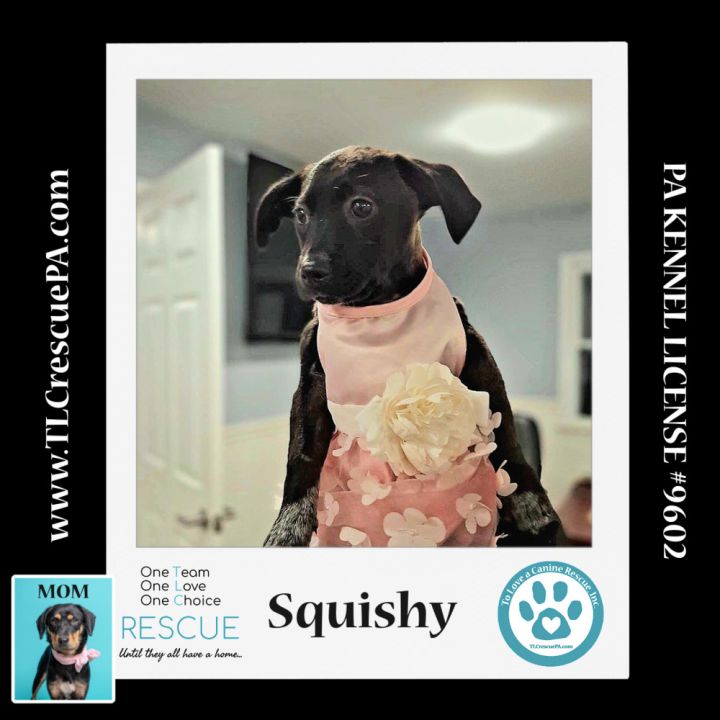 Squishy (Caryn's Monsters Inc Pups) 012724 6