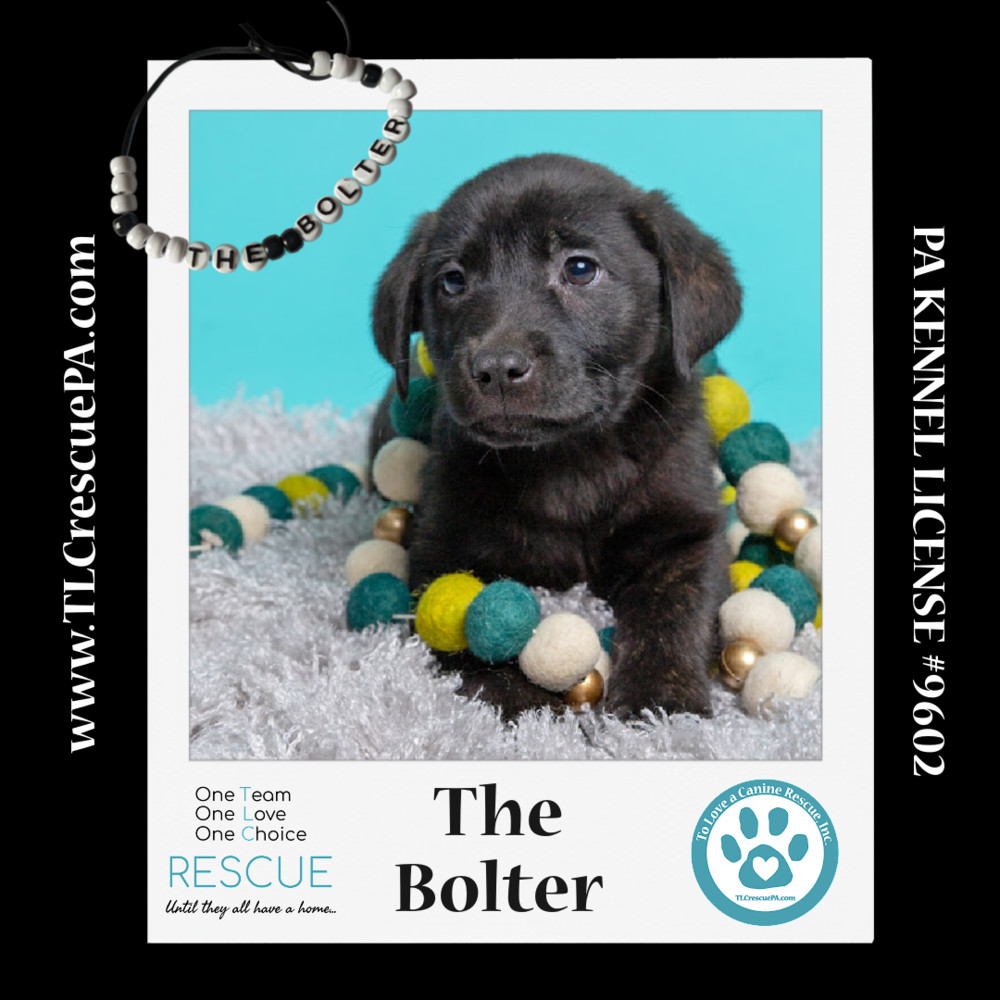 The Bolter (TLC's Version) 022424
