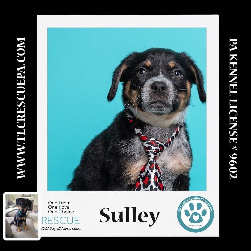 Sulley (Caryn's Monsters Inc Pups) 012724