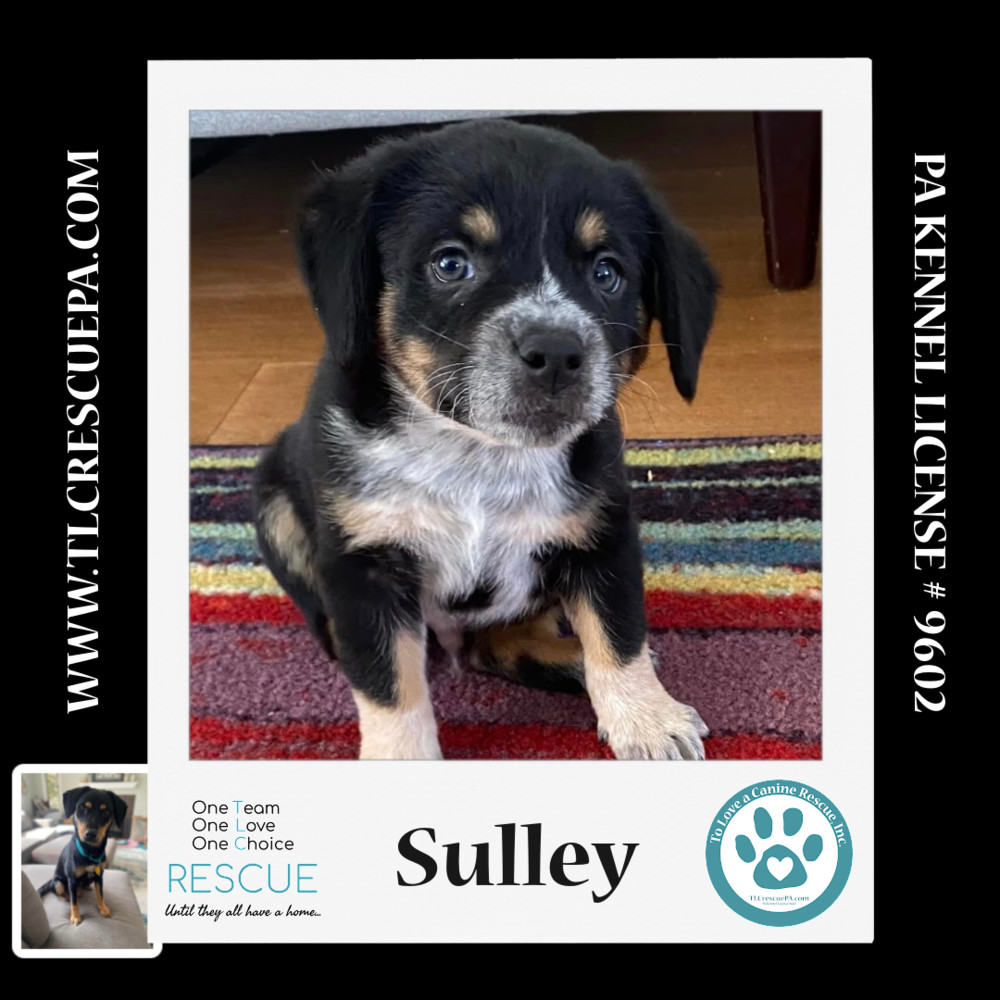 Sulley (Caryn's Monsters Inc Pups) 012724
