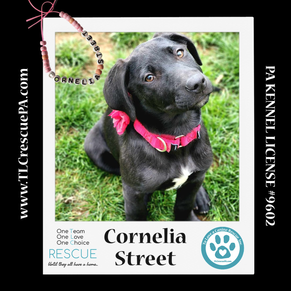Cornelia Street (TLC's Version) 022424