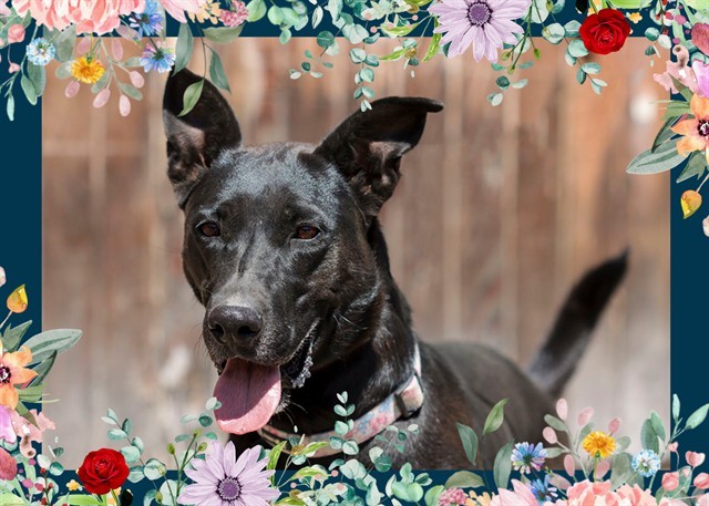 LETTY, an adoptable Labrador Retriever, Pit Bull Terrier in Ojai, CA, 93023 | Photo Image 1