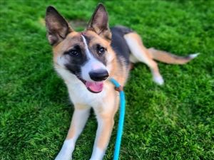 PATAGONIA German Shepherd Dog Dog