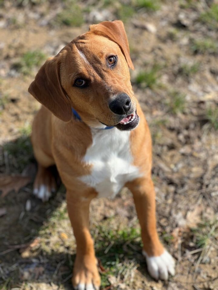 Redbone best sale beagle mix