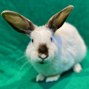MY ADOPTION FEES ARE WAIVED Hey there Im Feta the bunny Im a medium sized 
