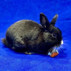 Dante Bunny Rabbit Rabbit