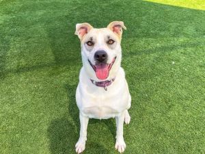 LEONA, Adult Female Australian Cattle Dog / Blue Heeler