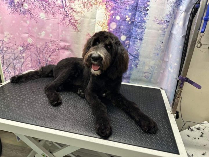 Sheepadoodle petfinder sales