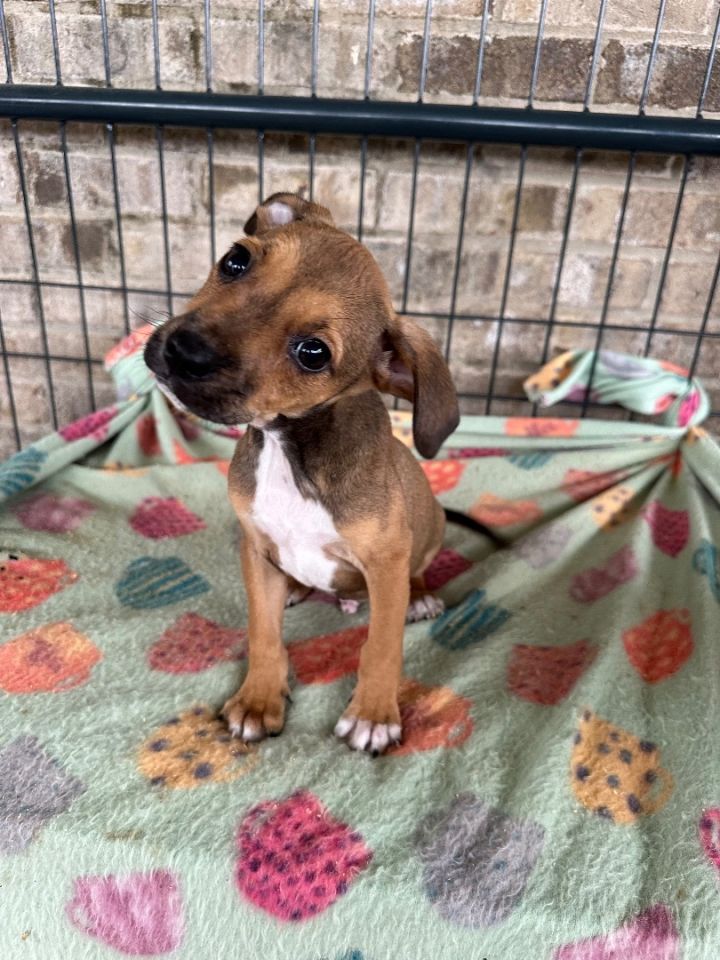 Dog for adoption Ham a Beagle Feist Mix in Farmington CT