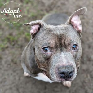 Pitbulls to store adopt near me