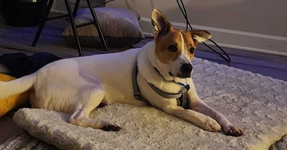 Bear - DD~, an adoptable Terrier, Corgi in Columbia, TN, 38401 | Photo Image 1