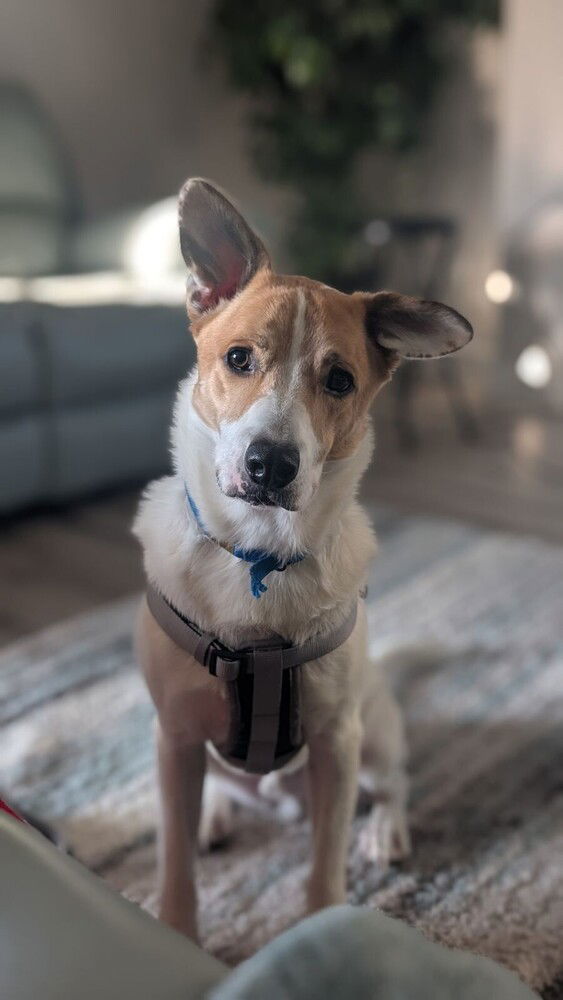 Bear - DD~, an adoptable Terrier, Corgi in Columbia, TN, 38401 | Photo Image 1