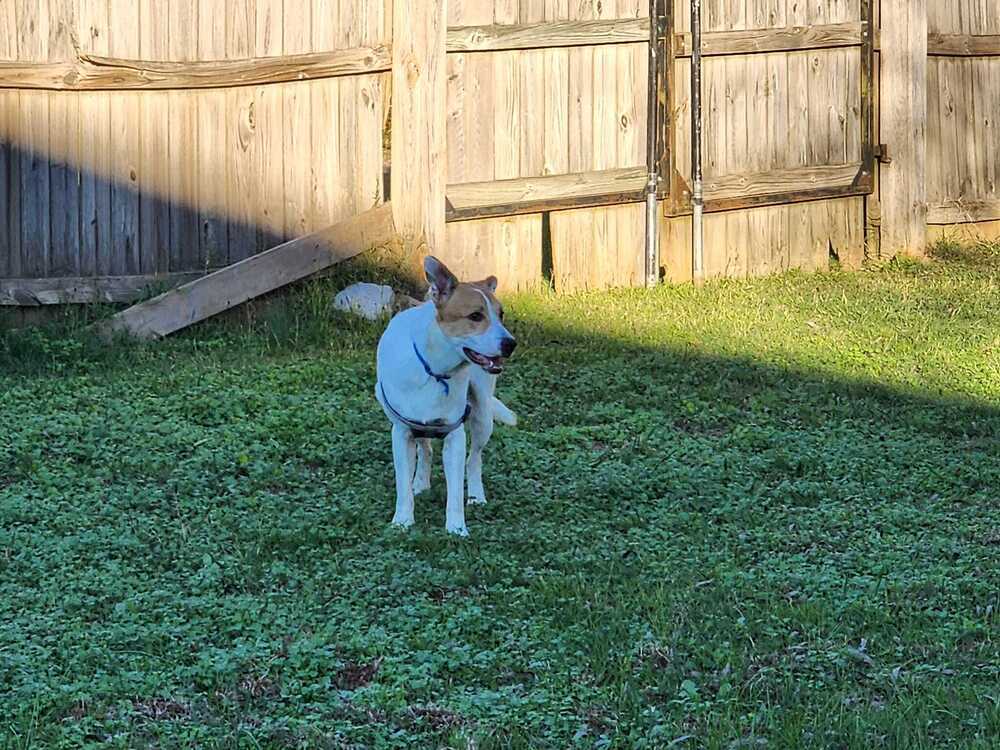 Bear - DD~, an adoptable Terrier, Corgi in Columbia, TN, 38401 | Photo Image 2