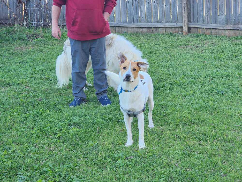 Bear - DD~, an adoptable Terrier, Corgi in Columbia, TN, 38401 | Photo Image 3