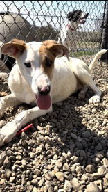 Sam, an adoptable Pointer in Oskaloosa, IA, 52577 | Photo Image 1