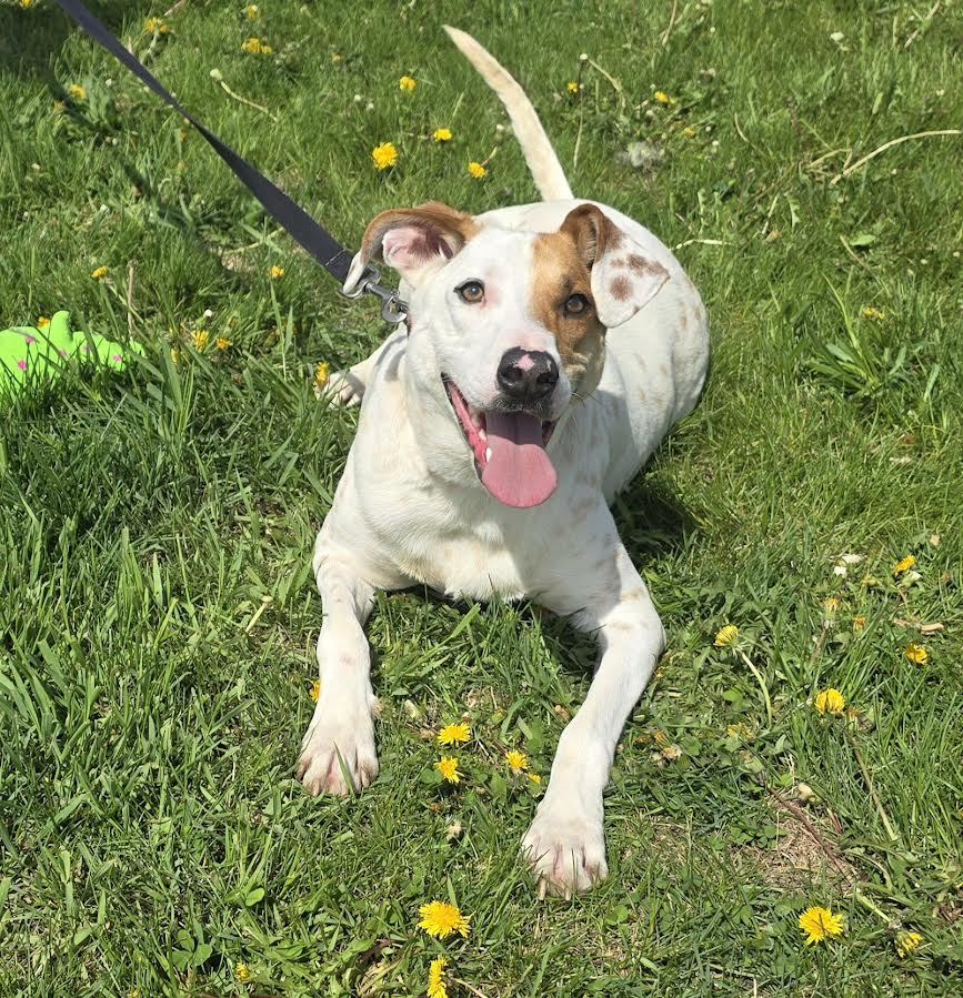 Sam, an adoptable Pointer in Oskaloosa, IA, 52577 | Photo Image 1