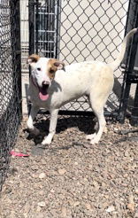 Sam, an adoptable Pointer in Oskaloosa, IA, 52577 | Photo Image 2